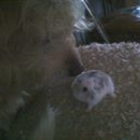 ANGIE et le hamster !!!!