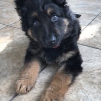 Puppy german sheperd; salut toi!