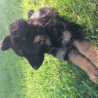 Puppy german sheperd qui fait son chien de garde