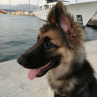 Photo #275970 de Odin