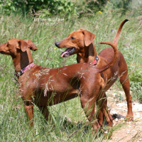 Photo #277117 de Gitane de La Tour de Cruzières