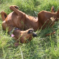 Photo #277141 de Gitane de La Tour de Cruzières