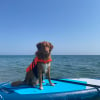 Cani paddle en Corse