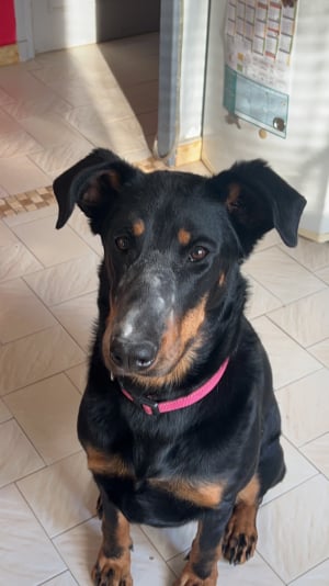 Photo #285786 de Rica - Beauceron