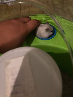 Photo #285789 de Nougat  - Hamster