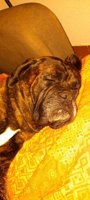 Photo #285825 de Youn - Cane Corso