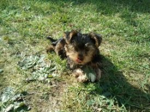 I LOVE You ma balle !!! - Yorkshire Terrier