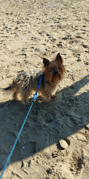 À la Playa ! - Yorkshire Terrier