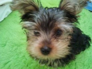 Coucou! - Yorkshire Terrier