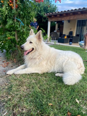 Photo #285930 de Hepsy - Berger Blanc Suisse