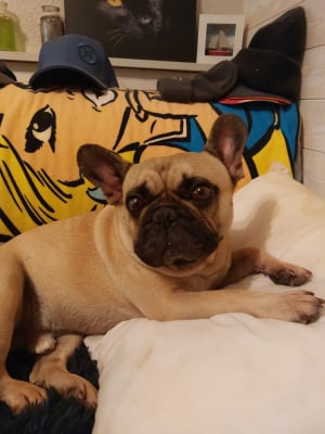 Photo #286026 de Stormy  - Bouledogue Français