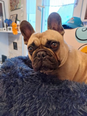 Photo #286029 de Stormy  - Bouledogue Français