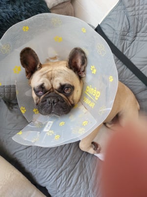 Photo #286038 de Stormy  - Bouledogue Français