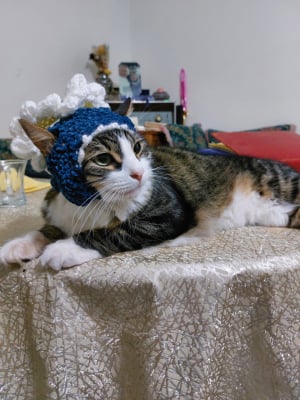 Bonnet pour shasha - Autre chat