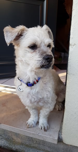 Photo #286101 de Atchoum  - Bichon à poil frisé