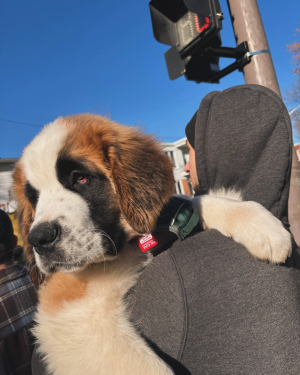 Photo #286144 de Louna - Saint-Bernard