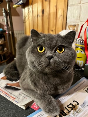 Photo #286159 de Plume - Scottish Fold