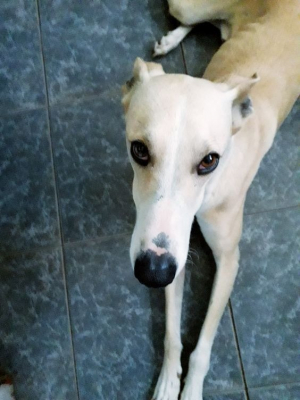 Photo #286180 de Celine - Greyhound