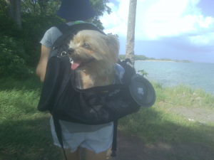 En promenade - Shih Tzu