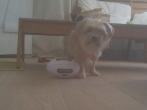 Vive le rugby - Shih Tzu