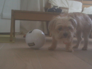 Vive le football - Shih Tzu