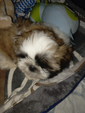 Photo #286240 de BLUE - Shih Tzu