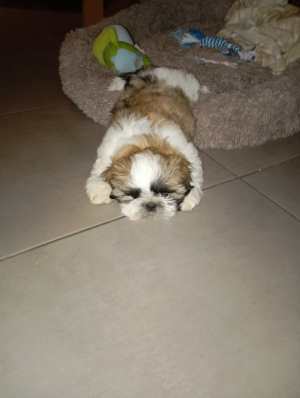 Photo #286243 de BLUE - Shih Tzu