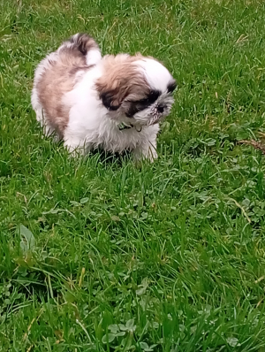 Photo #286246 de BLUE - Shih Tzu