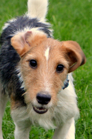 Polochon - Fox Terrier