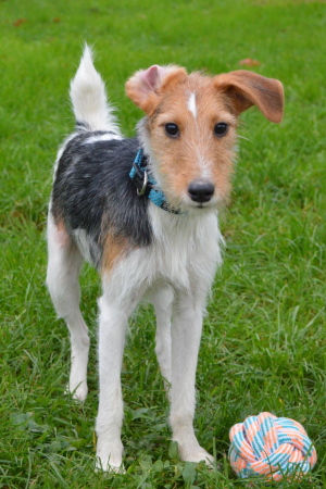 Polochon - Fox Terrier