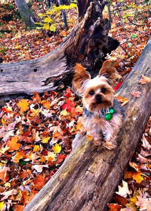 Photo #286297 de ritzo  - Yorkshire Terrier