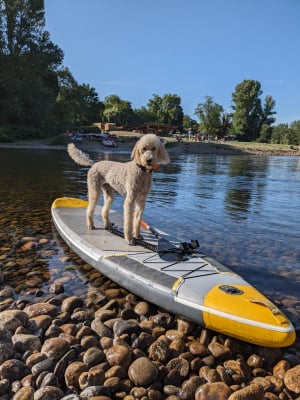 Saphir a la plage - Caniche