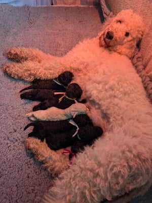 promesse avec ses chiots - Caniche