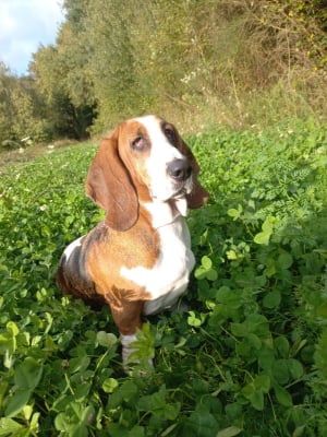 Photo #286345 de Ruby - Basset Hound