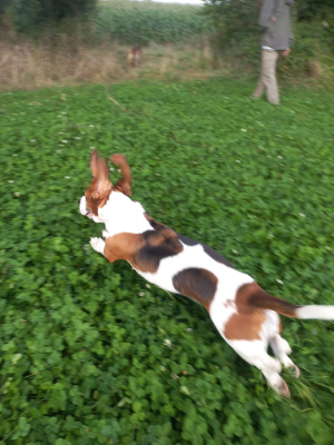 Photo #286354 de Ruby - Basset Hound