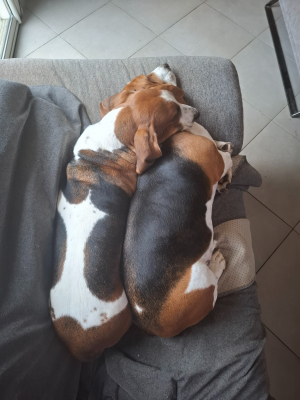 Photo #286360 de Ruby - Basset Hound