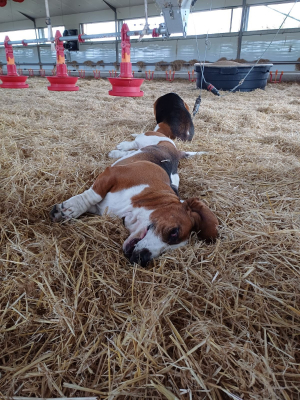 Photo #286366 de Ruby - Basset Hound