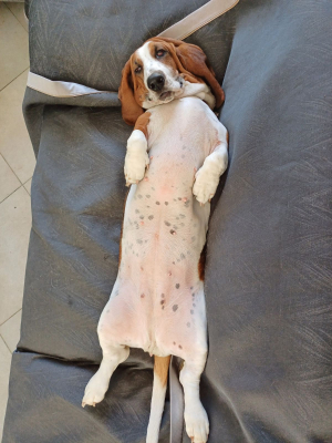 Photo #286375 de Ruby - Basset Hound