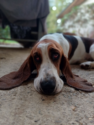 Photo #286381 de Ruby - Basset Hound