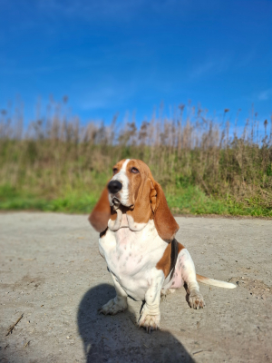 Photo #286384 de Brigitte  - Basset Hound