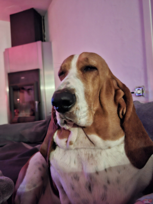 Photo #286387 de Brigitte  - Basset Hound