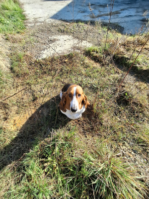 Photo #286390 de Brigitte  - Basset Hound