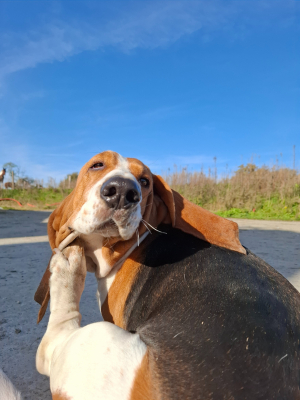 Photo #286396 de Brigitte  - Basset Hound