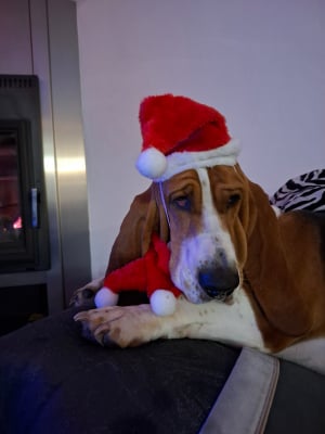 Photo #286399 de Brigitte  - Basset Hound