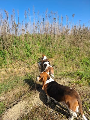 Photo #286402 de Brigitte  - Basset Hound