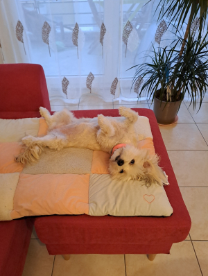 Photo #286411 de CHANEL  - Bichon Maltais