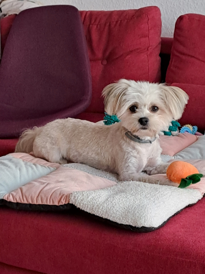 Photo #286414 de CHANEL  - Bichon Maltais