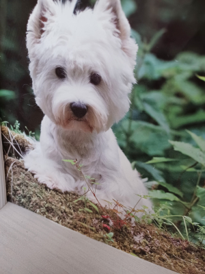 Candy,notre petit Amour de westy partie à 17ans17ans... - West Highland White Terrier