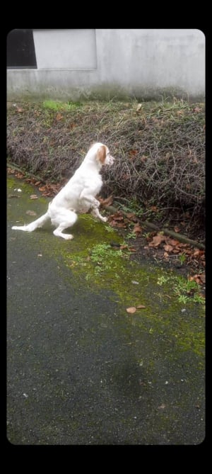 chasse - Setter Anglais