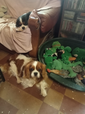 Photo #286480 de Maupiti Du Domaine De Machrisor  - Cavalier King Charles Spaniel